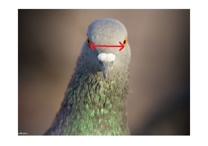 Photo of a domestic pigeon, head on, with an arrow showing the distance between the eyes.