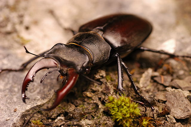 Male stag beetles Lucanus cervus, have large mandibles that resemble the antlers of a stag and give them their common and scientific name (Cervus is a genus of deer). By Simon A. Eugster - Own work, CC BY 3.0, https://commons.wikimedia.org/w/index.php?curid=7790887