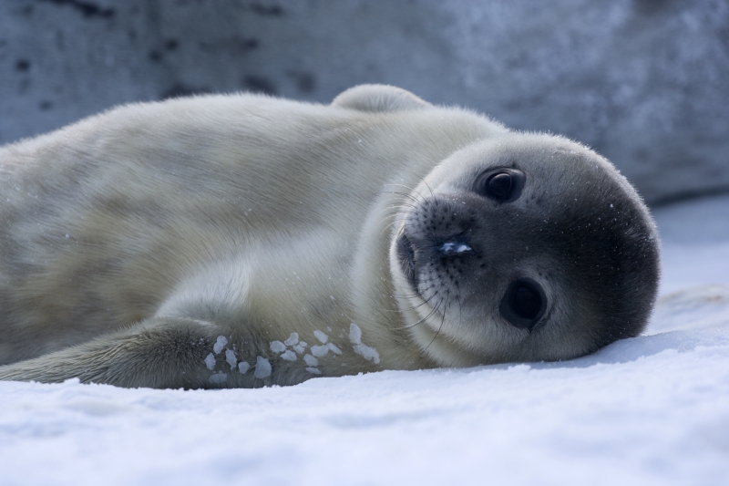 Baby Weddell Seals are very cute. By Photo © Samuel Blanc, CC BY-SA 3.0, https://commons.wikimedia.org/w/index.php?curid=3877642