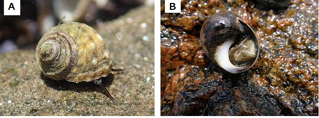 Periwinkles are marine gastropod molluscs (slugs and snails). A) Littorina brevicula (PD files - Public Domain, https://commons.wikimedia.org/w/index.php?curid=30577419) B) Littorina littorea. (photographed by Guttorm Flatabø (user:dittaeva). - Photograph taken with an Olympus Camedia C-70 Zoom digital camera. Metainformation edited with Irfanview, possibly cropped with jpegcrop., CC BY-SA 3.0, https://commons.wikimedia.org/w/index.php?curid=324769