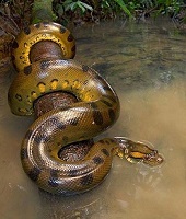 snake